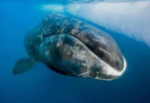 The Bowhead Whale: The Mightiest Mammal on Earth