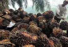 Indonesia Pressures EU as Deadline Looms in WTO Palm Oil Dispute