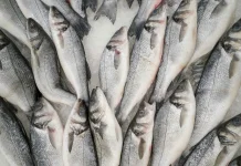 Government Urges Fish Protein-Based Food Diversification in Gresik