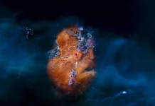 Lembeh Strait Photo Breaks Into the Top Three in World Photography