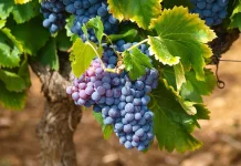 A New Phase in the French Wine Industry