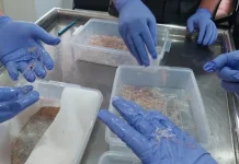 Indonesia Foils Smuggling of 54,000 Lobster Seeds Bound for Singapore