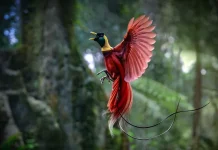 Indonesia, one of the Most Biologically Rich Nations
