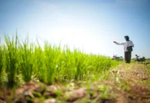 Indonesia's Rice Production in January 2026 Surges 38 Percent