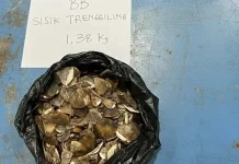 Forestry Law Enforcement Foils Illegal Pangolin Scale Trade in West Kalimantan