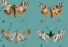 Indonesian Researchers Identify Two New Moth Species Endemic