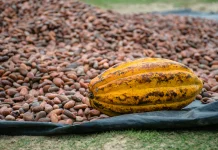 Indonesia Reinforces Position as Global Cocoa Grinding Hub