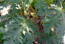 Papaya Leaves: Bitter Taste, Powerful Health Benefits