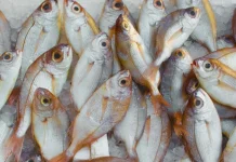 Government Monitors Foreign Fish Supplier Companies to Ensure Food Safety