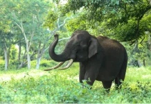 Indonesia Launches Major Operation to Save Elephan