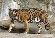 Manggala Agni Fights Riau Fires Amid Sumatran Tiger Sightings