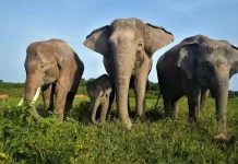 Indonesia Unveils Plans to Protect Elephants, Strengthen National Parks Funding