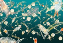 Protecting Ocean Riches From New Colonialism