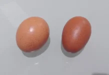 Top Health Wins from Daily Boiled Eggs