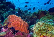 Germany to Provide Financial Support for Marine Conservation in Indonesia