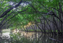 Indonesia and Japan Promote Sustainable Mangrove Management