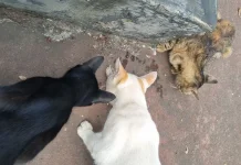 Feeding Stray Cats: An Act of Compassion or an Environmental Concern?