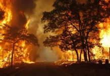 Beware of Forest Fires 2026: Government Enhances National Preparedness