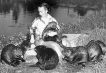 Dorothy Richards, the ‘Beaver Woman’ Behind International Beaver Day