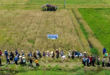 Nusantara Showcases Innovative Upland Rice Harvest