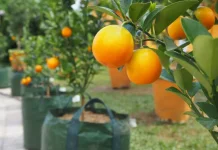 Indonesia Develops Gamindo B Orange Peel to Increase Added Value