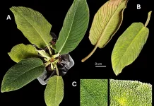 Social Media and Communities Reveal Three New Homalomena Species in Sumatra