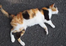 “Lucky Cat”: The Unique Three-Colored Calico Cat