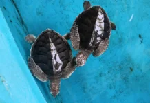 Minister Supports Turtle Protection Efforts in Belitong UNESCO Global Geopark