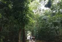 Indonesian Parliament Encourages the Development of a High-Integrity Carbon Mark