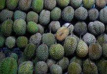 Indonesia Ships Hundreds of Tons of Sulawesi Durian to China