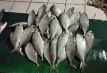 Smart Ways to Choose Fresh Fish for Safe Consumption