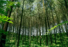 Indonesia Expands Inclusive Forest Carbon Market to Support Green Economy