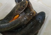 Snakehead Fish as a Potential Superfood
