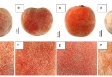 New Subspecies of Velvet Apple “Bisbul” Fruit Discovered in Papua