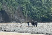 Government Arrests Elephant Corridor Encroachers in Seblat Nature Reserve