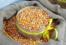 Indonesian Government Stabilizes Corn Prices for Farmers