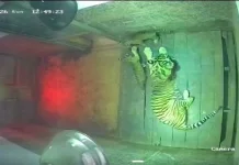 The Birth of Two Sumatran Tigers in Wildlife Conservation