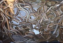 Eel, Nutritious Superfood for Every Meal