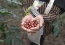 Government Supports Gastronomic, Boosting Through Local Fermented Coffee