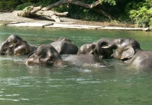 Government Issues a Presidential Instruction to Protect Elephant Habitats