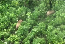Government Monitors Sumatran Elephant Population Using Thermal Drones