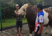 Temanggung Farmer’s Cow Chosen Presidential Prabowo's Qurban Aid