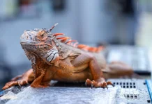 Exotic Reptiles Become Holiday Attraction in IKN