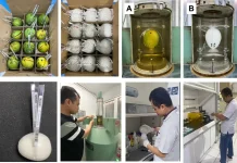 Government Promotes Standardization of Exported Fruit Irradiation Using Mango