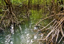 Oral Traditions Key to Mangrove Preservation, Study Says