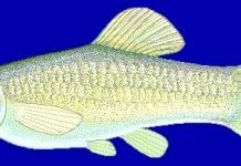 Amazon Molly, a Small Fish Can Clone Itself
