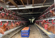 Indonesia Develops Integrated Poultry Ecosystem to Support Food Self-Sufficienc