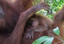 The Conservation World Welcomes the Birth of Sumatran Orangutan Baby