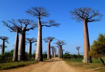 Madagascar Reiterates Intention to Open Embassy in Indonesia