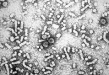 Hepatitis B: A New Hope for a Cure